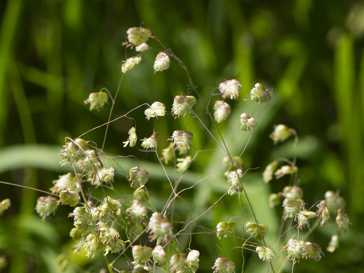 Blüte